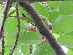 Psittacula cyanocephala