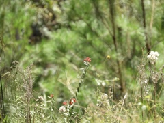 Oxypetalum coccineum