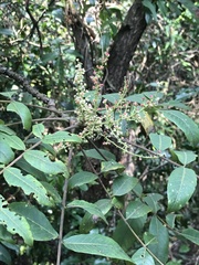 Rhus hypoleuca