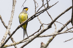 Phibalura flavirostris