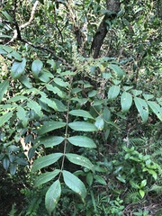 Rhus hypoleuca
