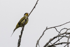 Phibalura flavirostris