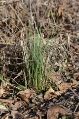 Allium schoenoprasum