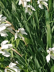 Narcissus poeticus