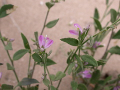 Rhinotropis lindheimeri