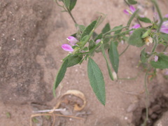Rhinotropis lindheimeri