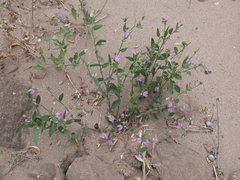 Rhinotropis lindheimeri