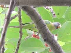 Psittacula cyanocephala