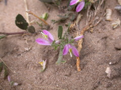 Rhinotropis lindheimeri