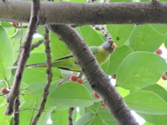 Psittacula cyanocephala