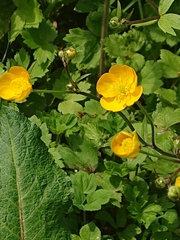 Ranunculus