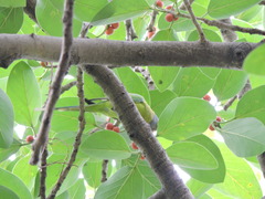 Psittacula cyanocephala