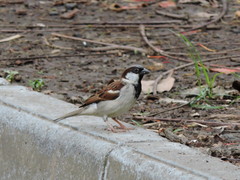 Passer domesticus