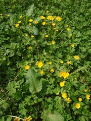 Ranunculus