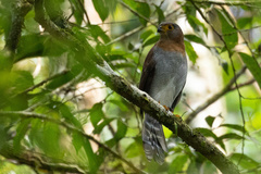 Micrastur ruficollis