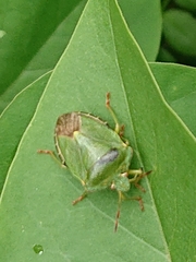 Palomena prasina