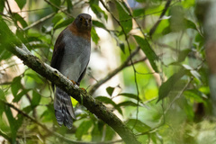 Micrastur ruficollis