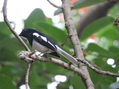 Copsychus saularis