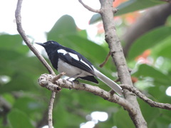 Copsychus saularis