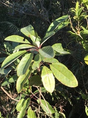 Daphniphyllum calycinum