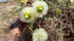 Vachellia planifrons