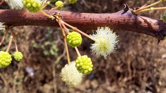 Vachellia planifrons