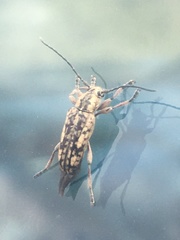 Atimia
