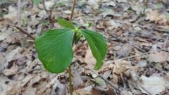 Trillium cernuum