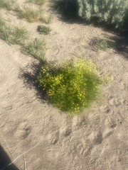 Lomatium grayi