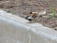 Passer domesticus