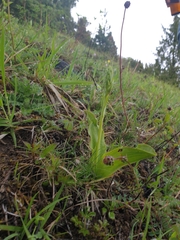 Platanthera chlorantha
