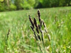 Carex hartmanii