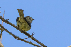 Phyllomyias fasciatus