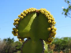 Euphorbia ingens