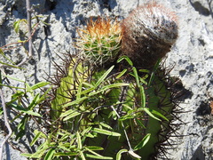 Melocactus harlowii