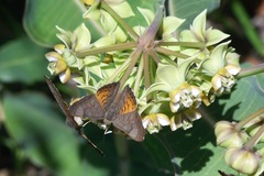 Asclepias elata