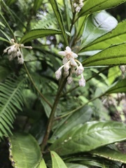 Ardisia lindleyana
