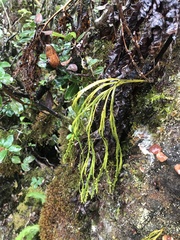 Psilotum complanatum