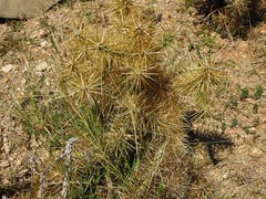 Cylindropuntia hystrix