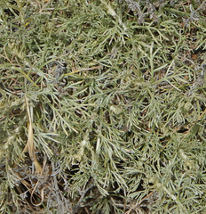 Artemisia palmeri