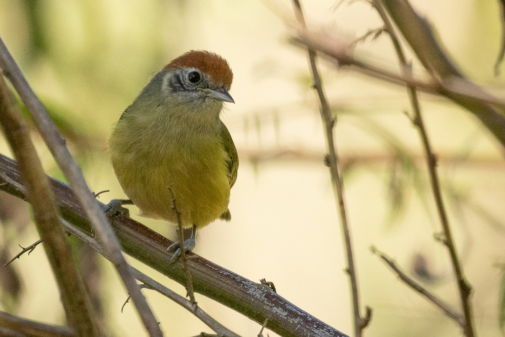 Rufous-Crowned Greenlet
