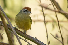 Hylophilus poicilotis