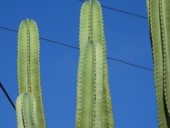 Cereus hexagonus