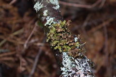 Tuckermanopsis americana