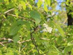 Staphylea colchica