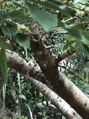 Ficus subpisocarpa