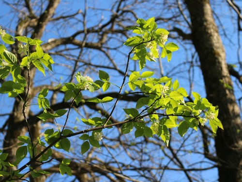 Image of Staphylea colchica by (c) Юрий Данилевский (Yuriy Danilevsky), some rights reserved (CC BY)