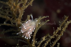 Cuthonella concinna