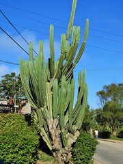 Cereus hexagonus