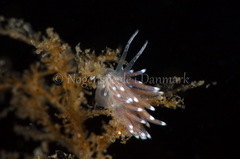 Cuthonella concinna